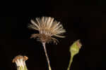 Carolina silkgrass